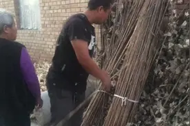 雄安大妈手工编织芦苇篓，日均20个