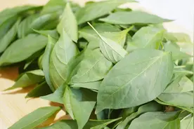 青椒吃过青椒叶你吃过吗？这样简单一做，比吃肉还过瘾视频封面