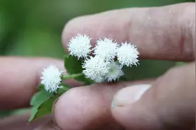 终于看到开白花的臭草花，很多网友都说，白花的效果好很多