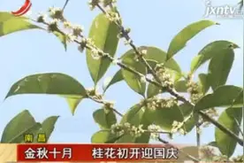 南昌：金秋十月 桂花初开迎国庆视频封面