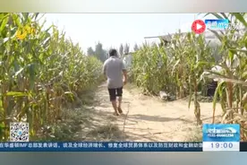 贷款100万种大棚 只因这里扶助创业 贷款额度高 利率低视频封面