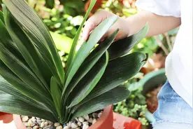 盆底放点“它”，再喝点“汁液”，君子兰狂冒侧芽，一年开2次花视频封面