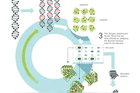 涨知识｜化学诺奖：驾驭进化的力量，酶和结合蛋白的定向进化图片