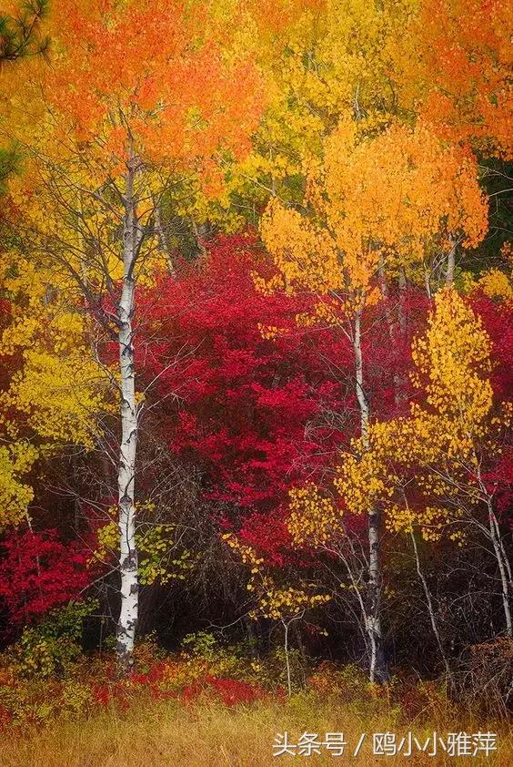 在枫叶飘零的晚秋,你是我远去的愁