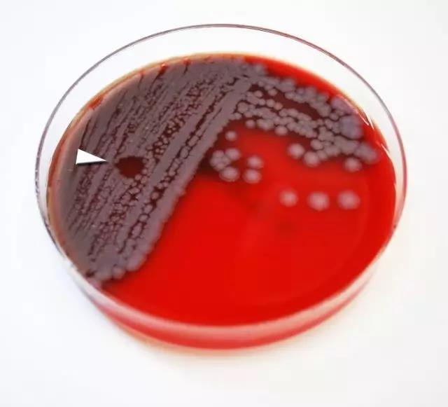 定向进化凭什么拿下2018年诺贝尔化学奖？