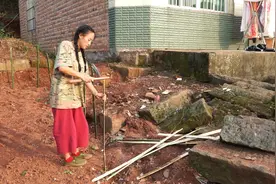 四川小妹很聪明，用这种方法把自家的菜地围起来，不怕狗狗进去了视频封面