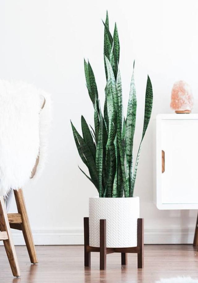 这6款网红绿植,让你的家秒变ins风