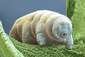 四种拥有特殊本领的动物，第一名被戏称开了“无敌挂”