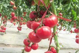 裂裂裂！西红柿裂果咋回事？三点原因让你了解怎么有效防治！