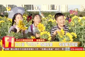 向日葵“不向日”？湖南省植物园花海好看又有趣 专家现场解答视频封面