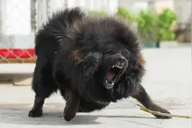 怎样判断狗狗是否会咬人？哪些方法能避免被咬？看完长知识了