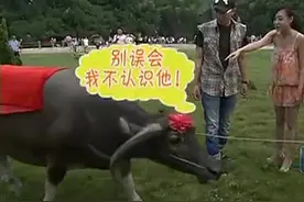 华少一枝独秀，请来超强队友加盟，起誓一定赢！视频封面