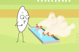 鸡吃了石子儿为什么没事？视频封面