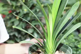 君子兰黄叶不要慌，3招教你轻松解决，叶片翠绿油亮视频封面
