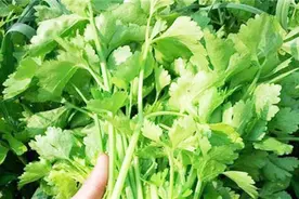 芹菜叶泡水太厉害，千千万万的家庭都离不开，不知道真是亏大了视频封面