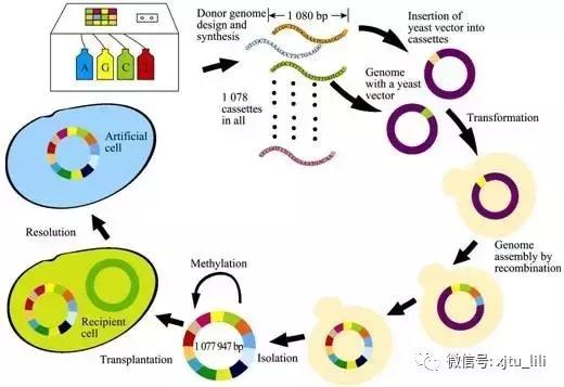 人造生命：去用生命再创生命