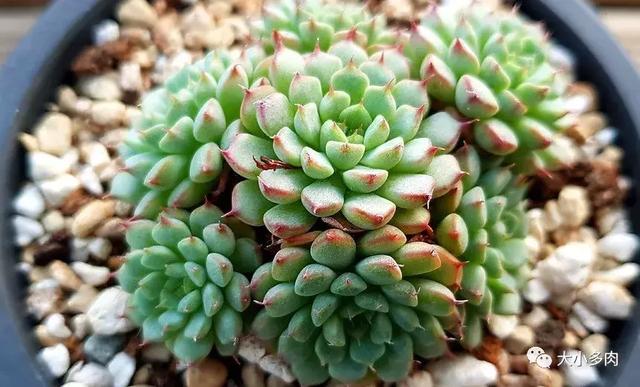 「大小多肉」之 蓝姬莲