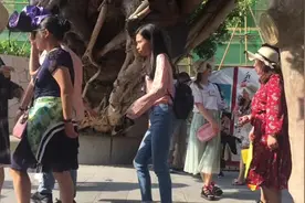 老树台风中倒下，被造成“鼓浪留声机”视频封面