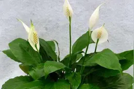 白掌叶片为什么发软变蔫，教你几招，叶片油绿，花开爆盆！视频封面