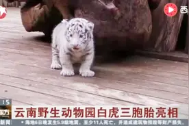 萌翻了！云南野生动物园白虎三胞胎亮相！视频封面