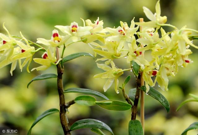 草,韩信草,并头草;白英:白英,白毛藤,蜀羊泉,排风,排风藤,鬼目草;石斛