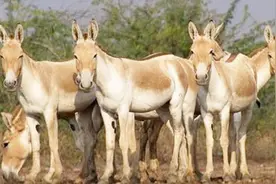 中国吃货正为驴肉发愁，澳洲野驴就泛滥了，网友：上帝都眷顾吃货