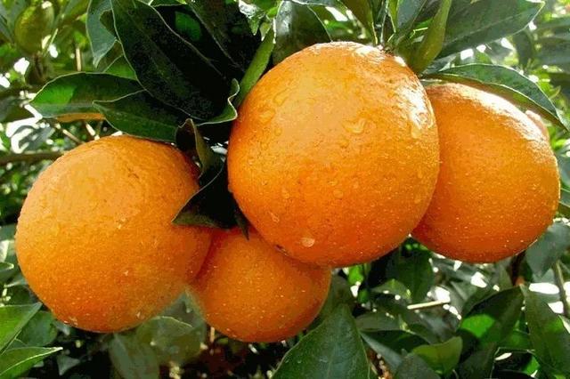 热咳可以煲花胶吃吗 2026年花胶咳嗽可以吃吗小孩
