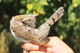 鸟中的“蛇颈病”，也叫歪脖鸟，遇到危险时就会装蛇吓跑敌人