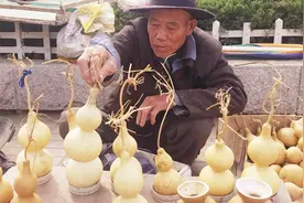 农村老人种植葫芦，最大的长成1米多高，一个卖到1000元！