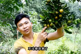 农村山上一棵不起眼的野金桔，小伙子边摘边吃，想想就流口水！视频封面
