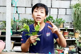 盆栽桔子嫁接柠檬，柠檬桔子同时结果，边摘边吃大半年！视频封面