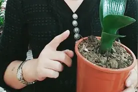 君子兰盆中有“小黑飞”，简单两招，就能去除