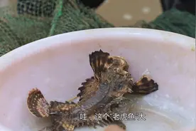 小渔父女两出海收笼抓螃蟹，一只老虎鱼钻进地笼，太惊喜了！视频封面