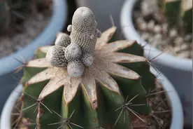 嫁接技术视频：名贵仙人球，用草球嫁接生长更快，长势更好！视频封面