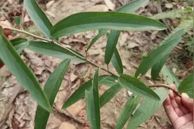 陈小哥：草药植物“山芝麻”，有止咳功能，今天带你近距离认识它视频封面