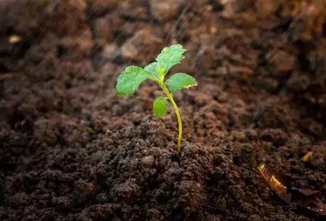 生物刺激剂越来越受到重视了，到底有什么作用，肥料湘军深度解析