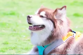 王思聪爱犬生活多幸福？年入4500万、脸上3种防晒霜还有自己的店