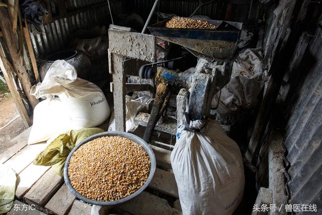 三分钟搞懂预混料、浓缩料、全价料的区别，总有一款适合你的猪场