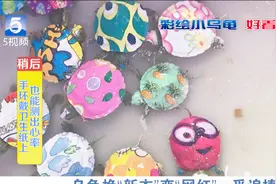 “网红乌龟”受追捧 小心有毒