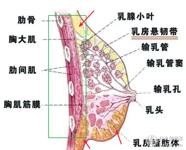 小帅说健身：胸部训练de万字长文
