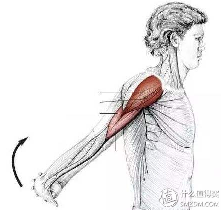 小帅说健身：胸部训练de万字长文