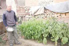 青椒吃过青椒叶子吃过吗？大叔简单一做，比大鱼大肉都好吃视频封面