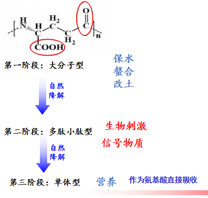 干货：详解“聚谷氨酸”，你不知道的点都在这！