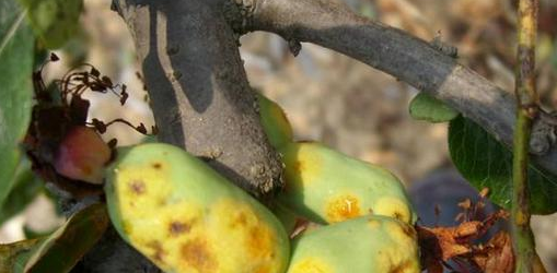 木瓜真的可以治痛风吗