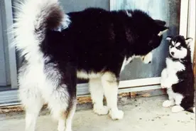 公狗是怎么认出自己的亲生孩子？母狗：死鬼你能认出我就不错了！