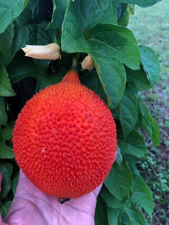 木鳖果是否能食用?有人种植,如何食用?