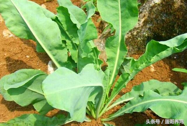 白醋怎么对付鸡皮肤