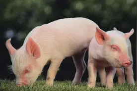 猪不能抬头看天，也不能回眸一笑，这是什么梗？视频封面