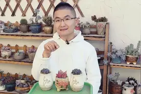 都说我栽培多肉，把叶子埋进土里了，原来另有隐情视频封面