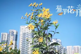埋藏在地下的植物低聚果糖含量特别高，用它做咸菜不仅健康还美味视频封面